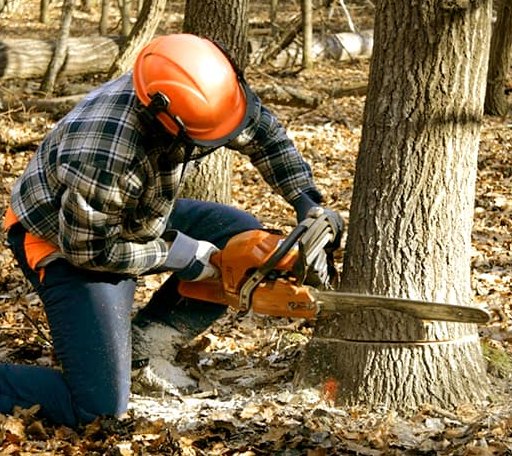 Tree Removal in Hydes, MD